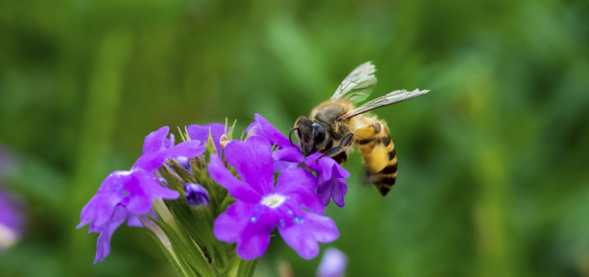 bees