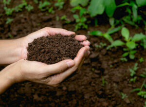 soil testing