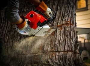 stump grinding,