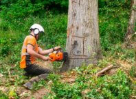 Tree Removal