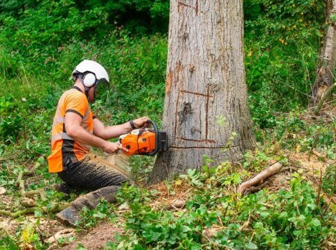 Tree Removal
