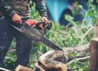 Choosing the Best Tree Removal Companies in Melbourne