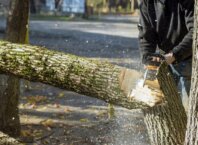 Tree Removal Service