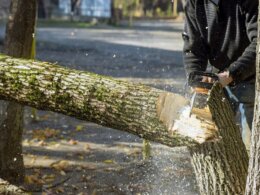 Tree Removal Service