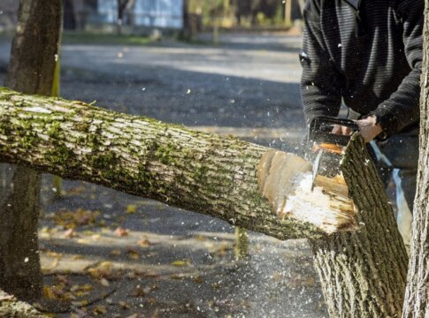 Tree Removal Service