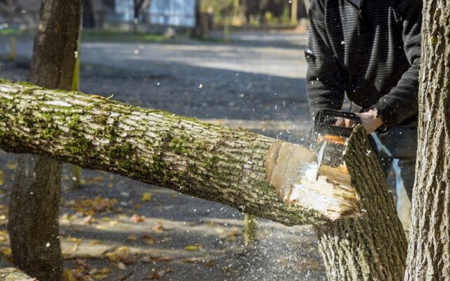 Tree Removal Service